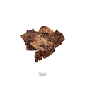 Pork Lung Crisp Treats - 500g